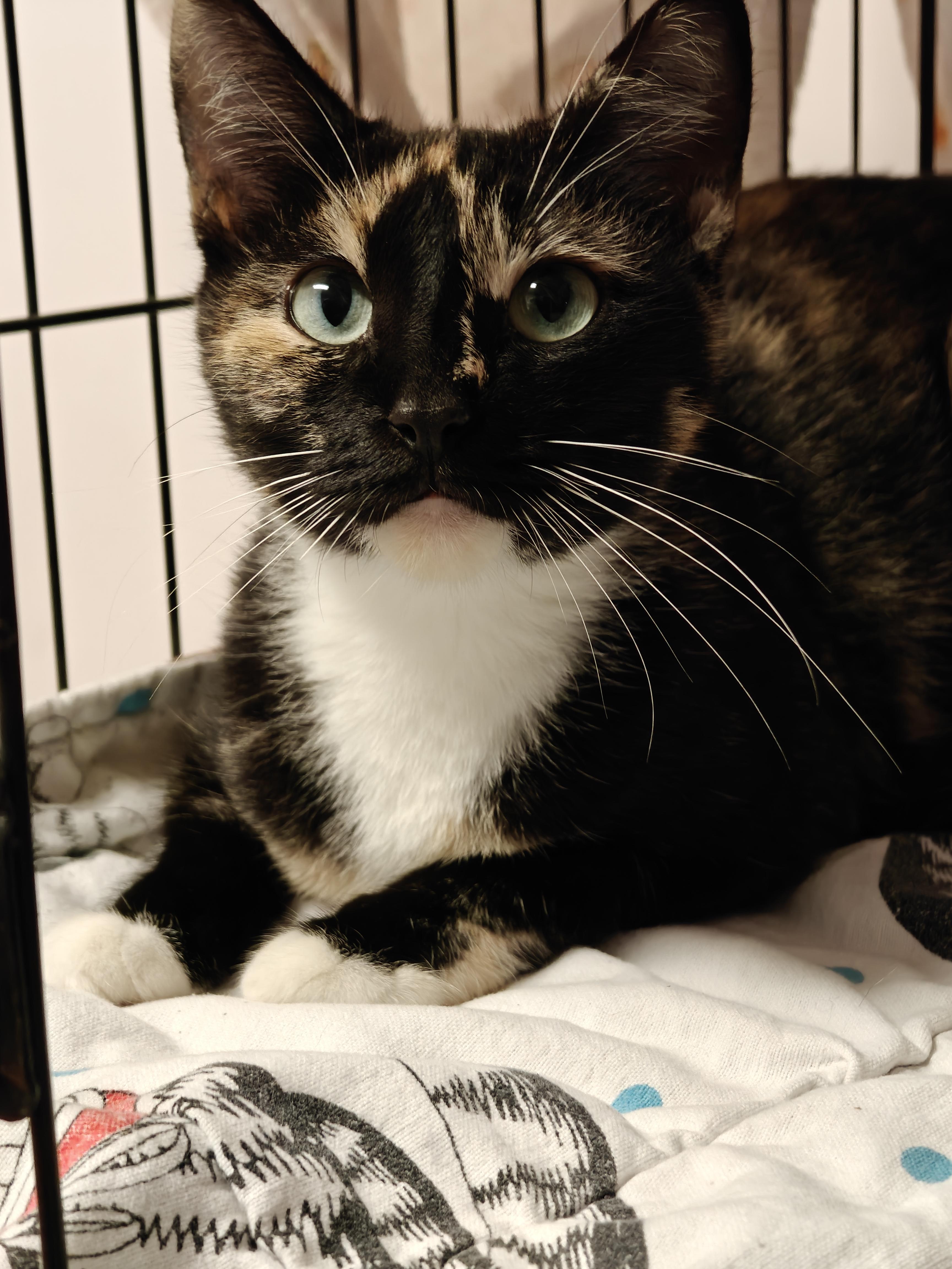 Cricket, ADOPTABLE, Young Female Domestic Short Hair.