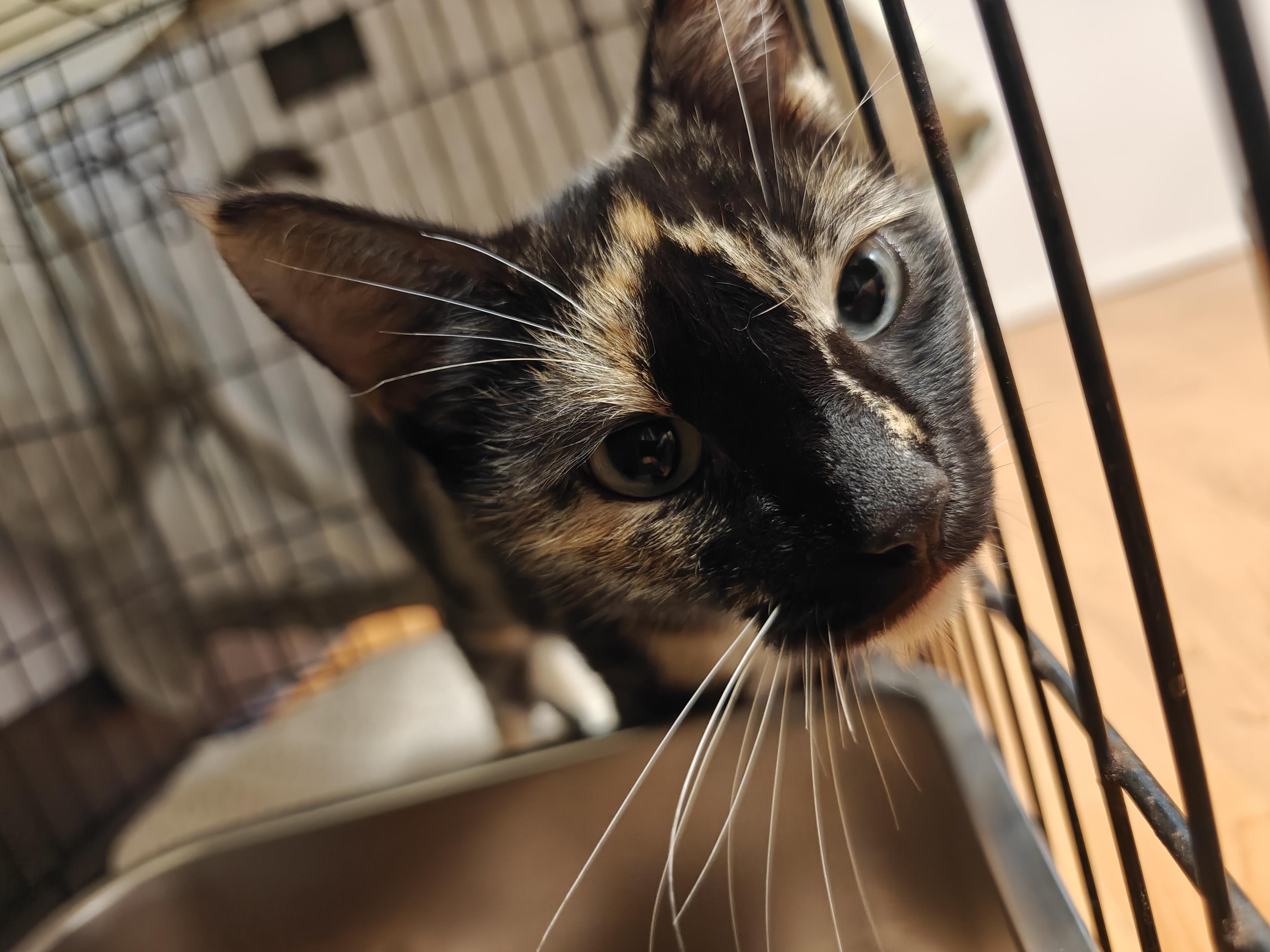 Cricket, a ADOPTABLE Domestic Short Hair in New Britain, CT image 3/4