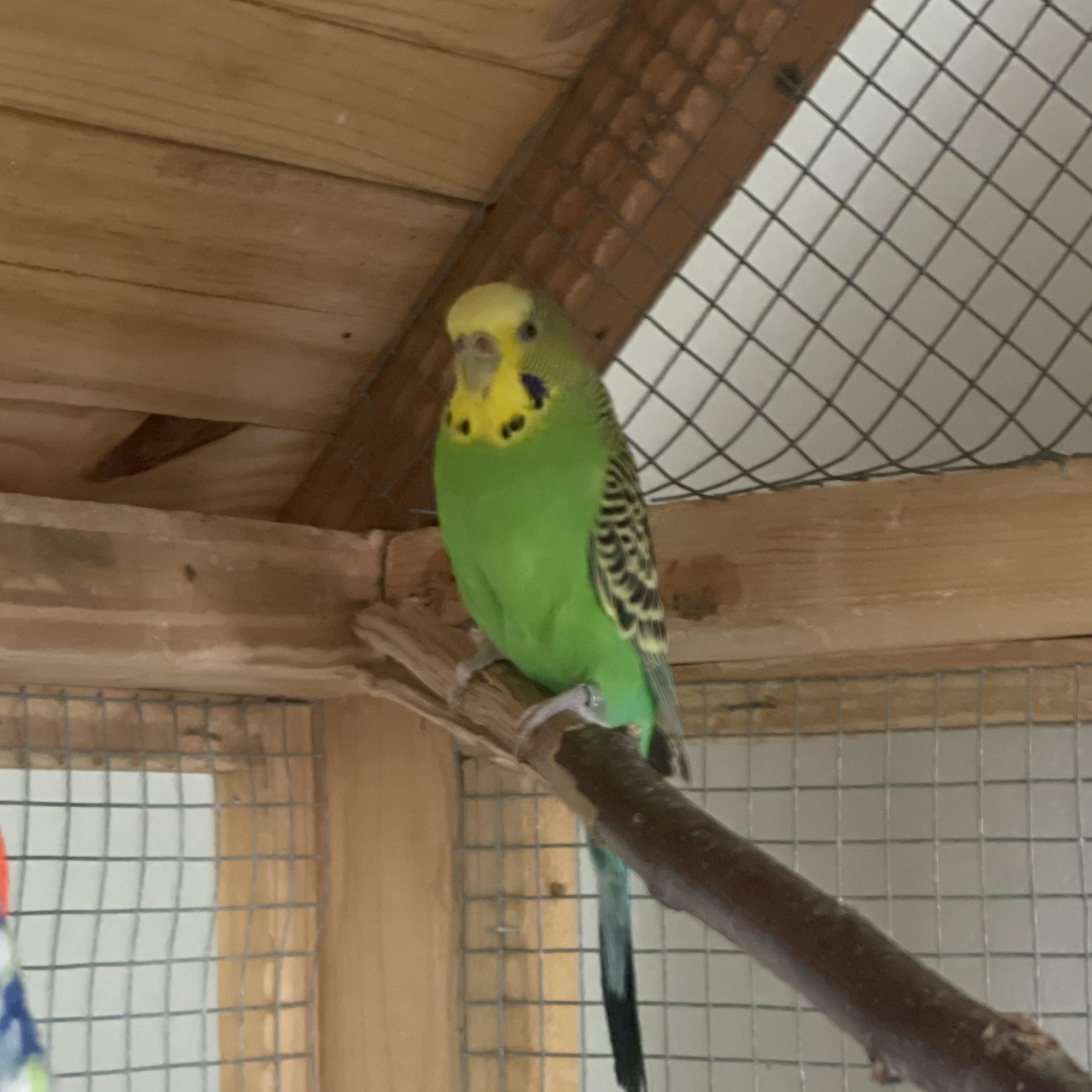 Alley-Oop, a Adoptable Parakeet (Other) in Andover, CT image 1/6