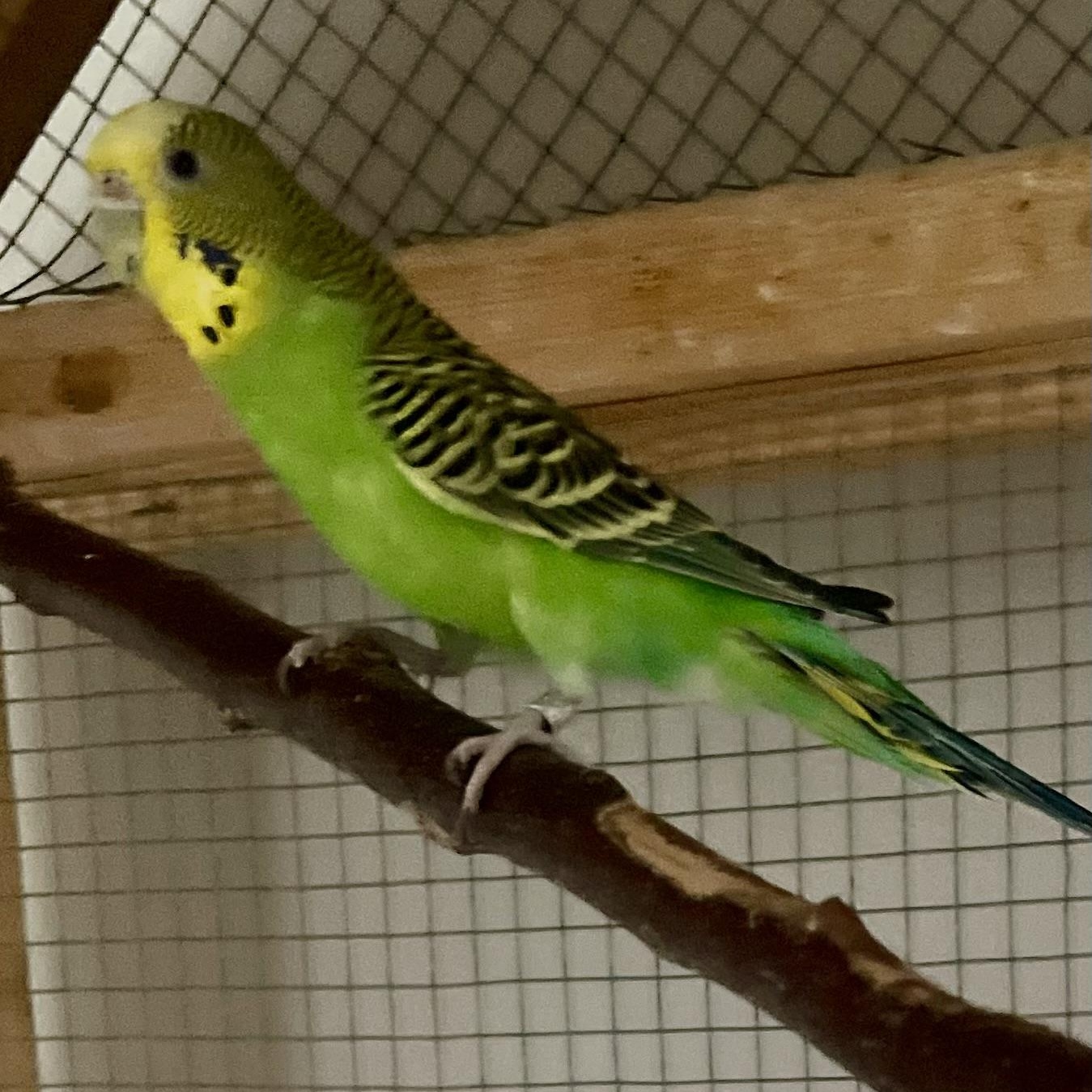 Alley-Oop, Adoptable, Young Female Parakeet (Other).