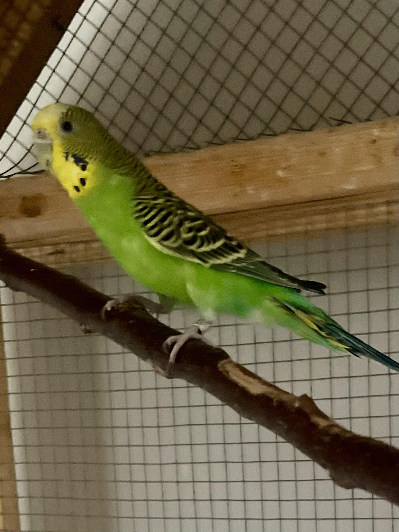 Alley-Oop, a Adoptable Parakeet (Other) in Andover, CT image 3/6