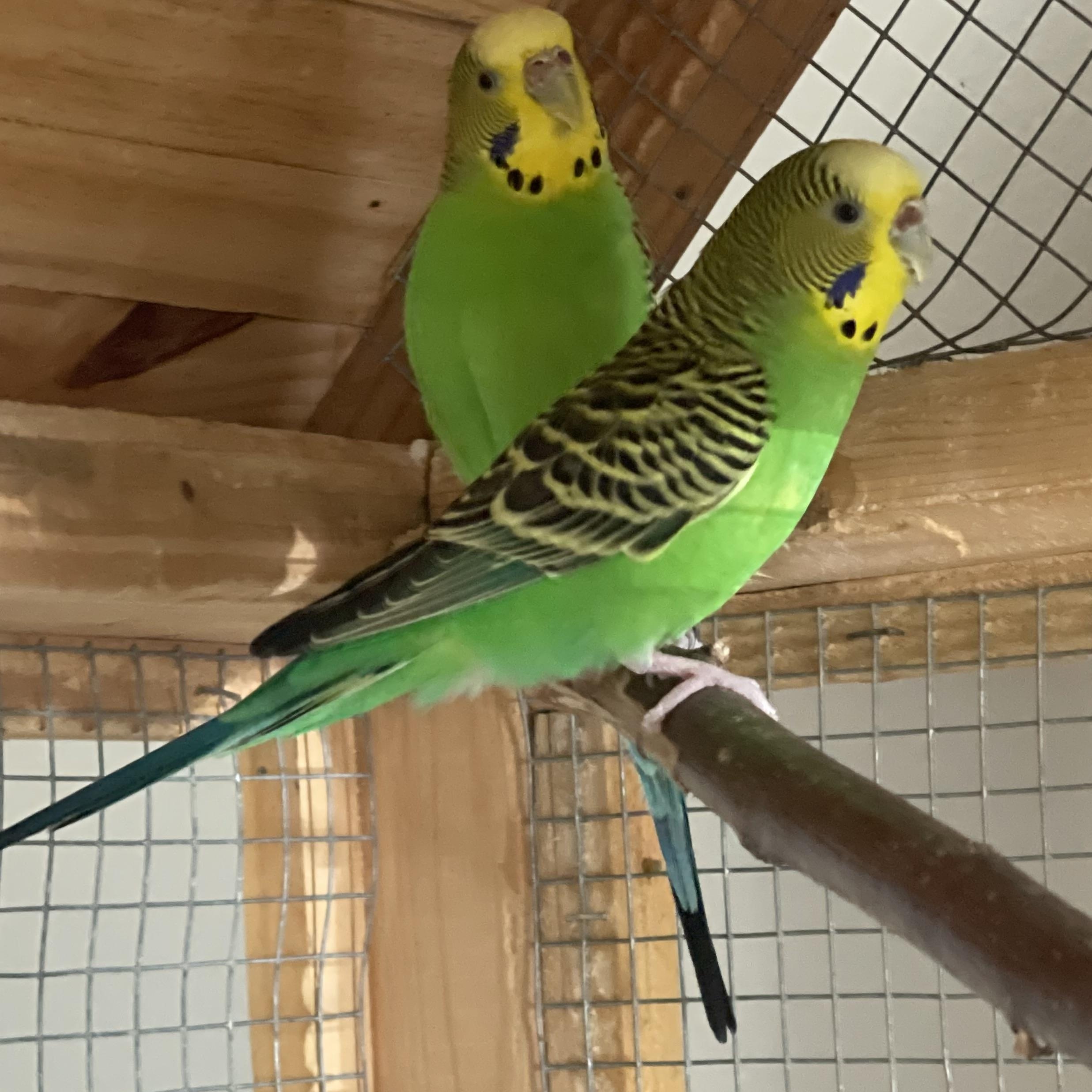 Alley-Oop, a Adoptable Parakeet (Other) in Andover, CT image 2/6