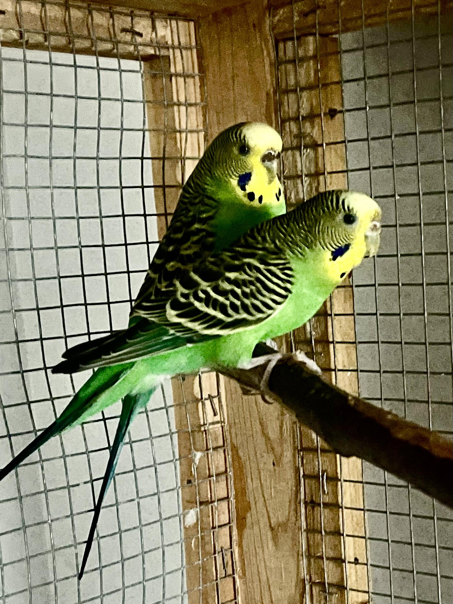 Enlarge Alley-Oop, a Adoptable Parakeet (Other) in Andover, CT image 5/6