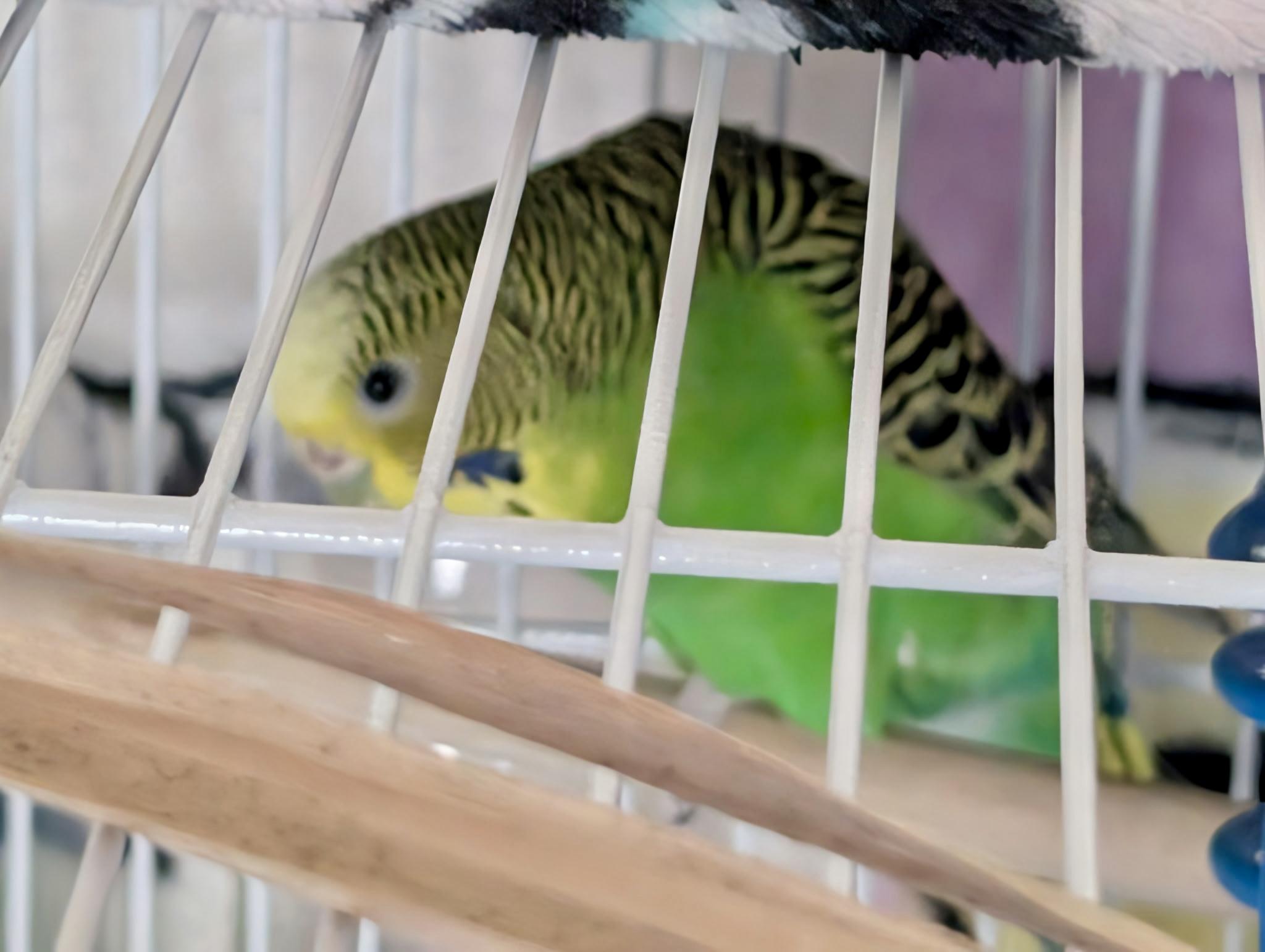 Alley-Oop, a Adoptable Parakeet (Other) in Andover, CT image 6/6