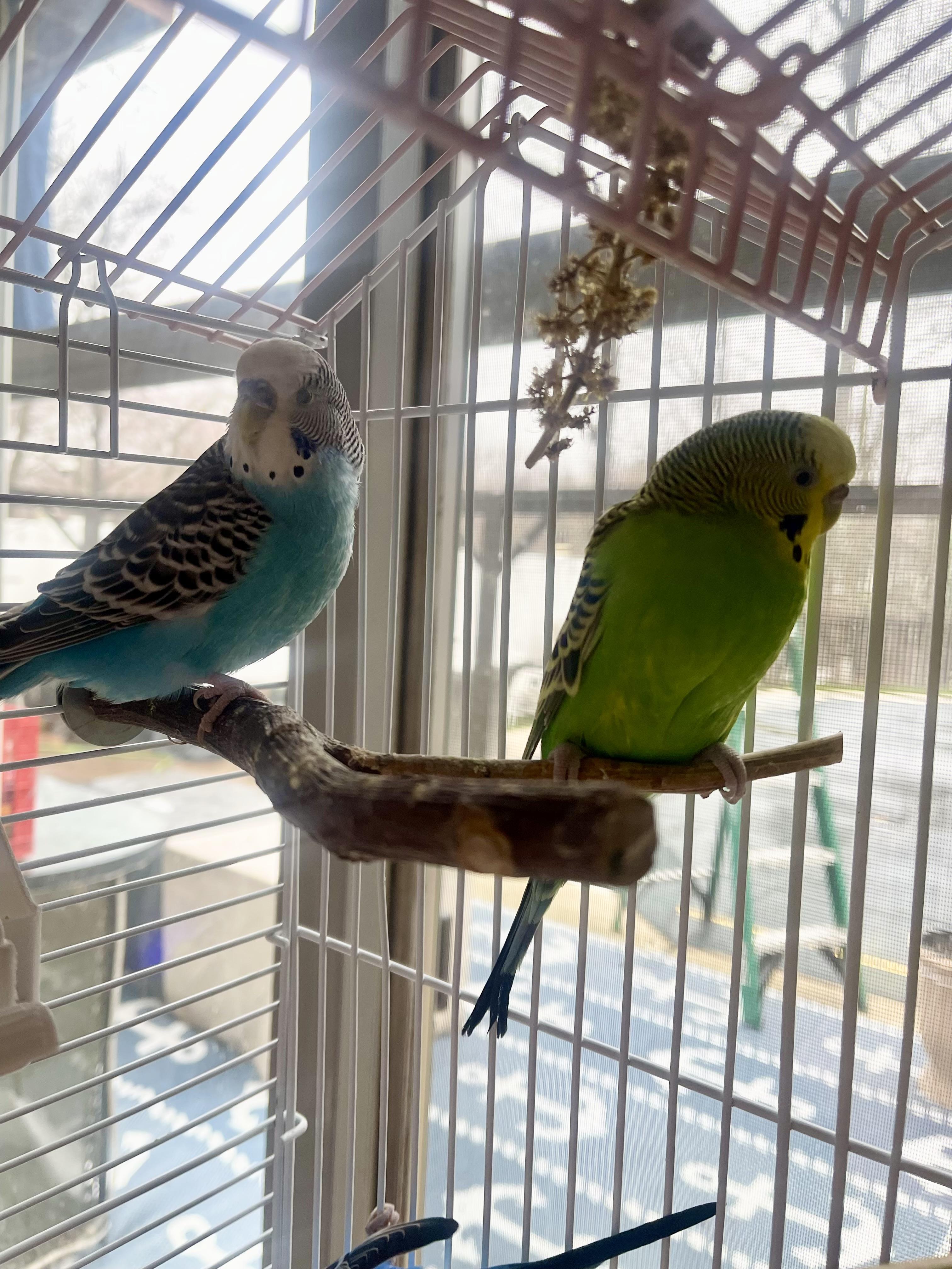 Alley-Oop, a Adoptable Parakeet (Other) in Andover, CT image 5/6