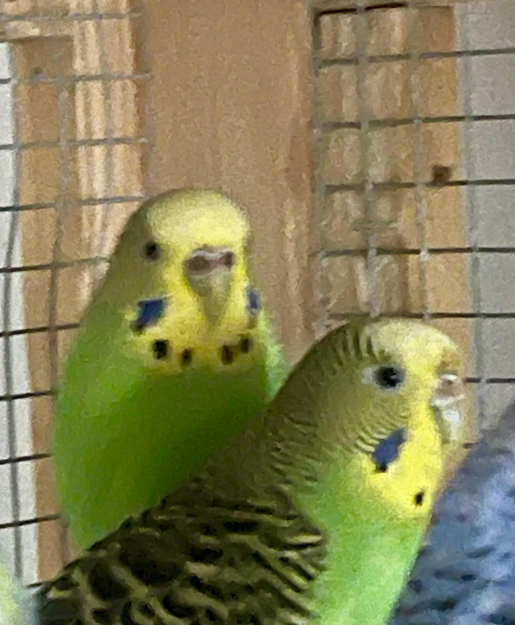 Enlarge Alley-Oop, a Adoptable Parakeet (Other) in Andover, CT image 6/6