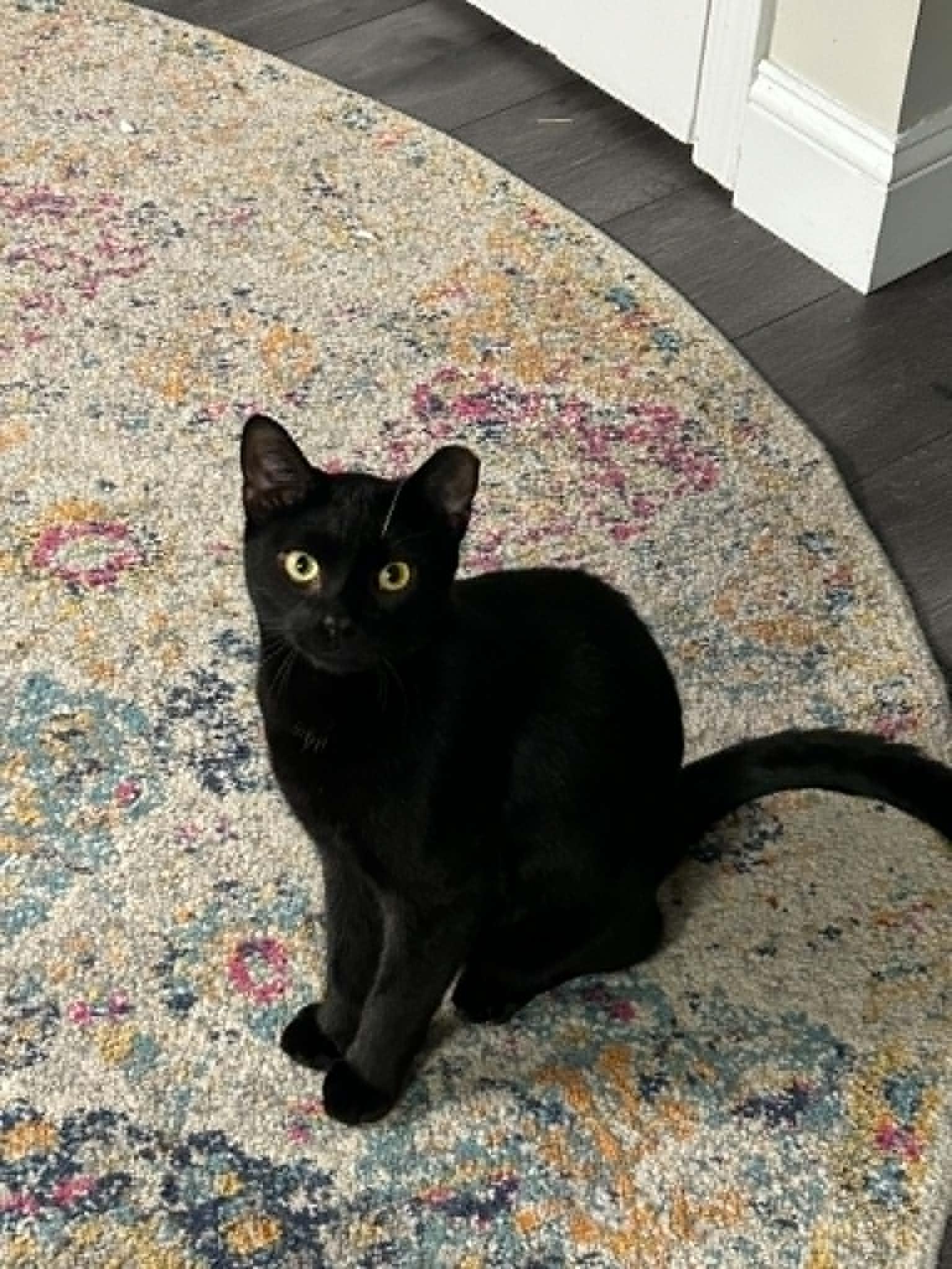 Feral Frank, an adopted Domestic Short Hair in Wading River, NY image 1/2