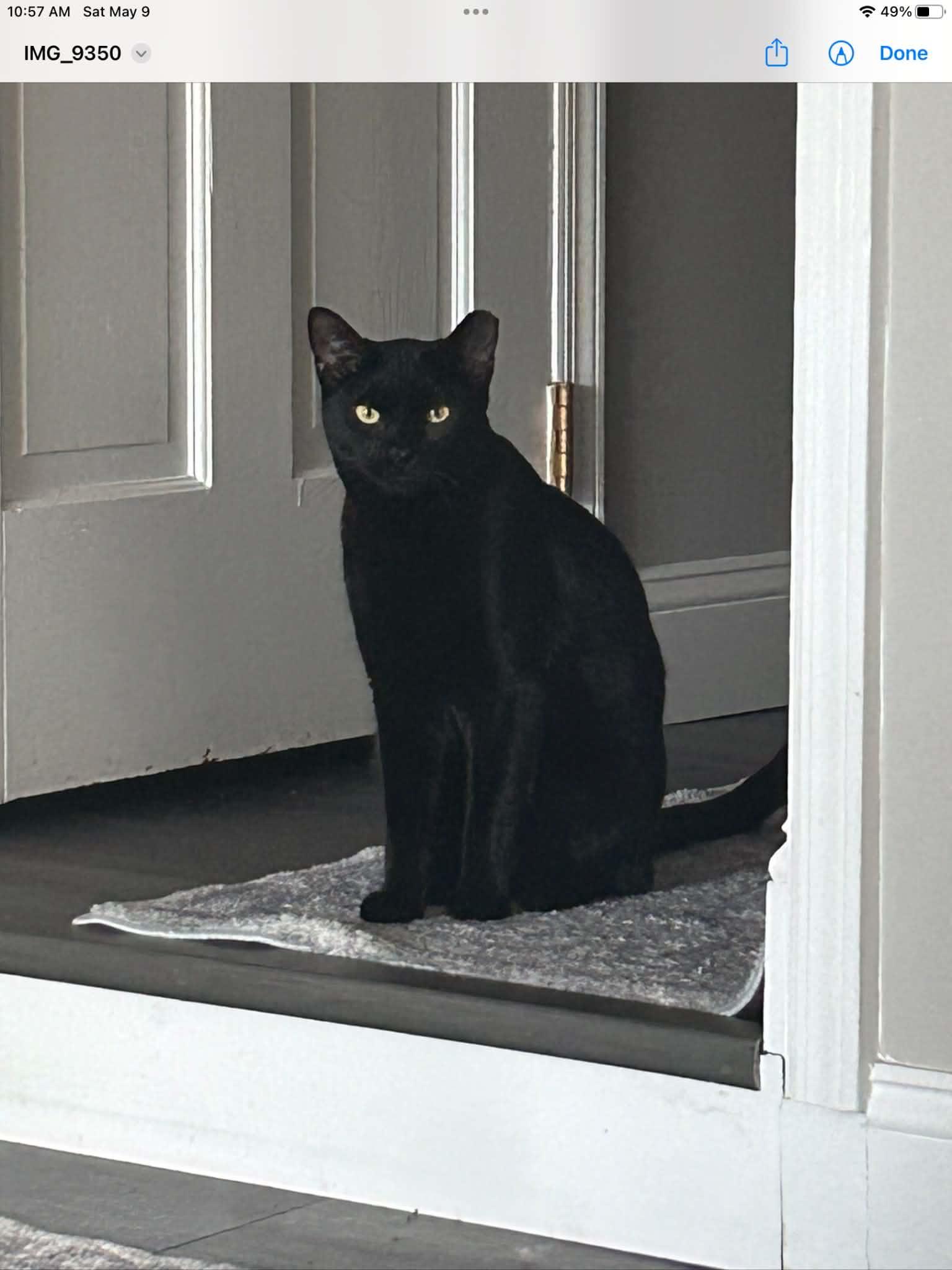 Feral Frank, an adopted Domestic Short Hair in Wading River, NY image 2/2