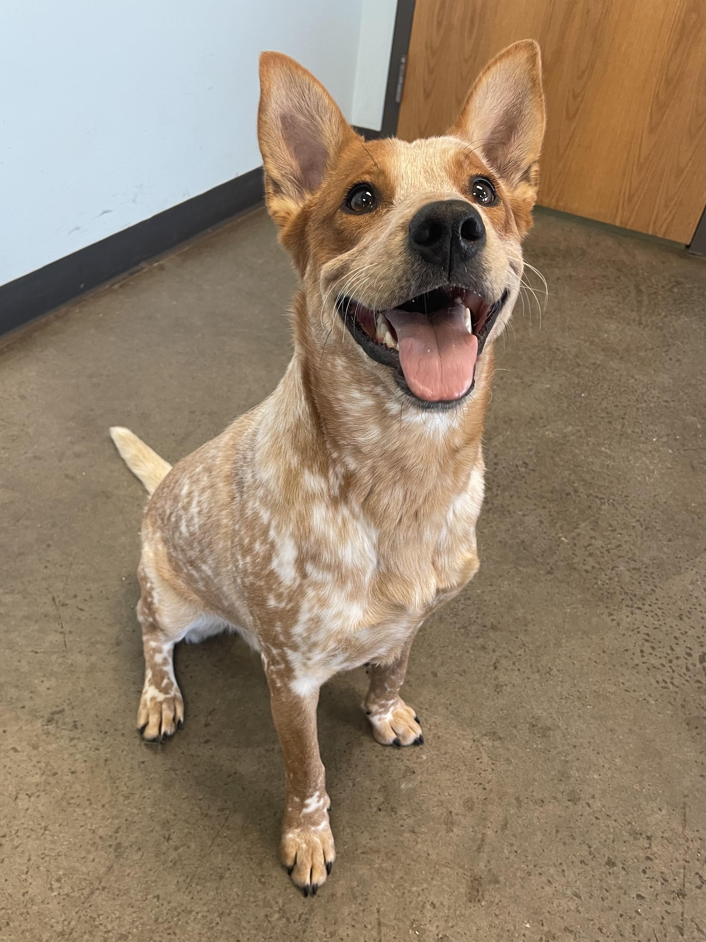 Scoobi, an adoptable mixed breed in Mishawaka, IN image 3/4