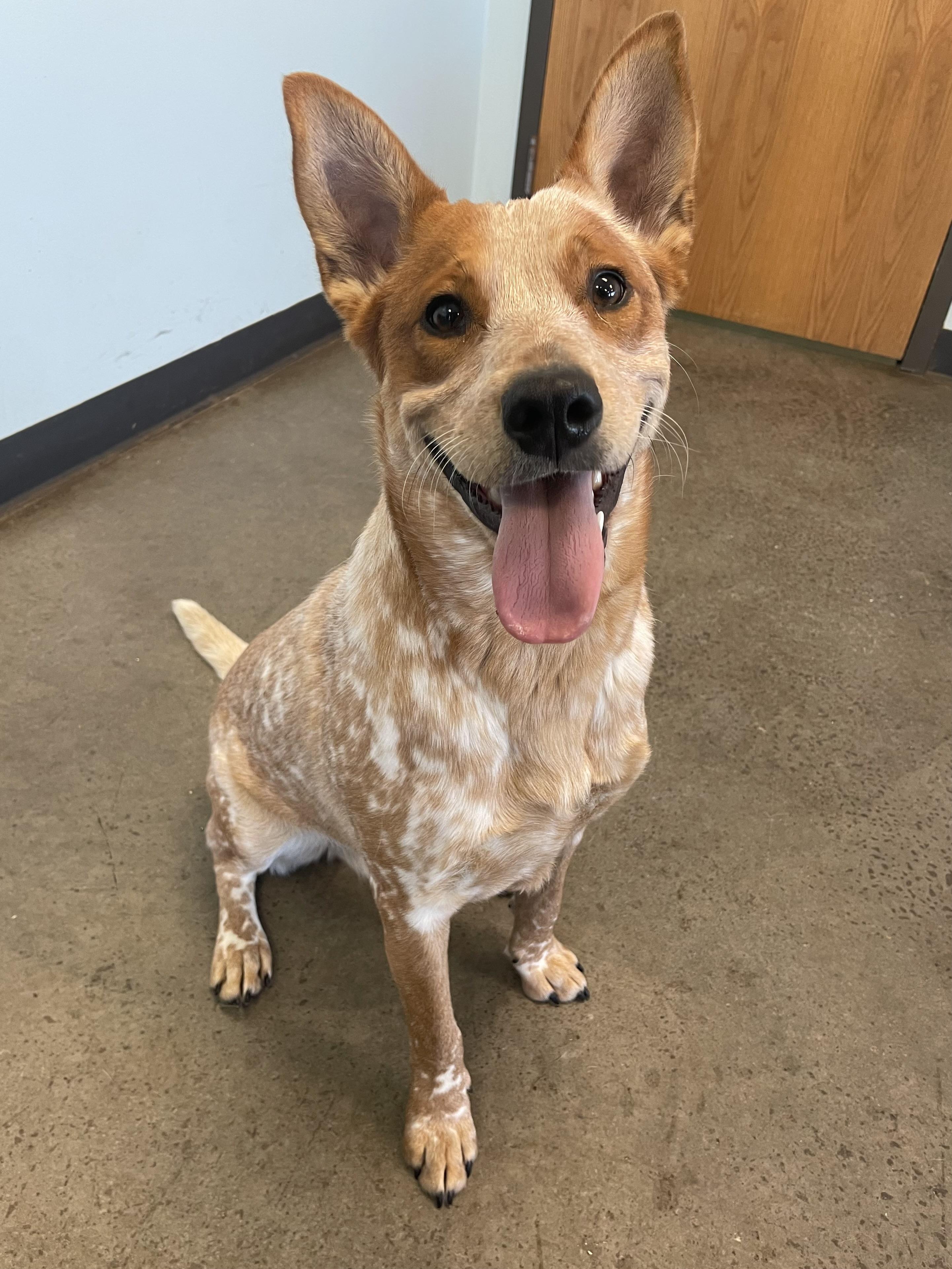 Scoobi, an adoptable mixed breed in Mishawaka, IN image 2/4