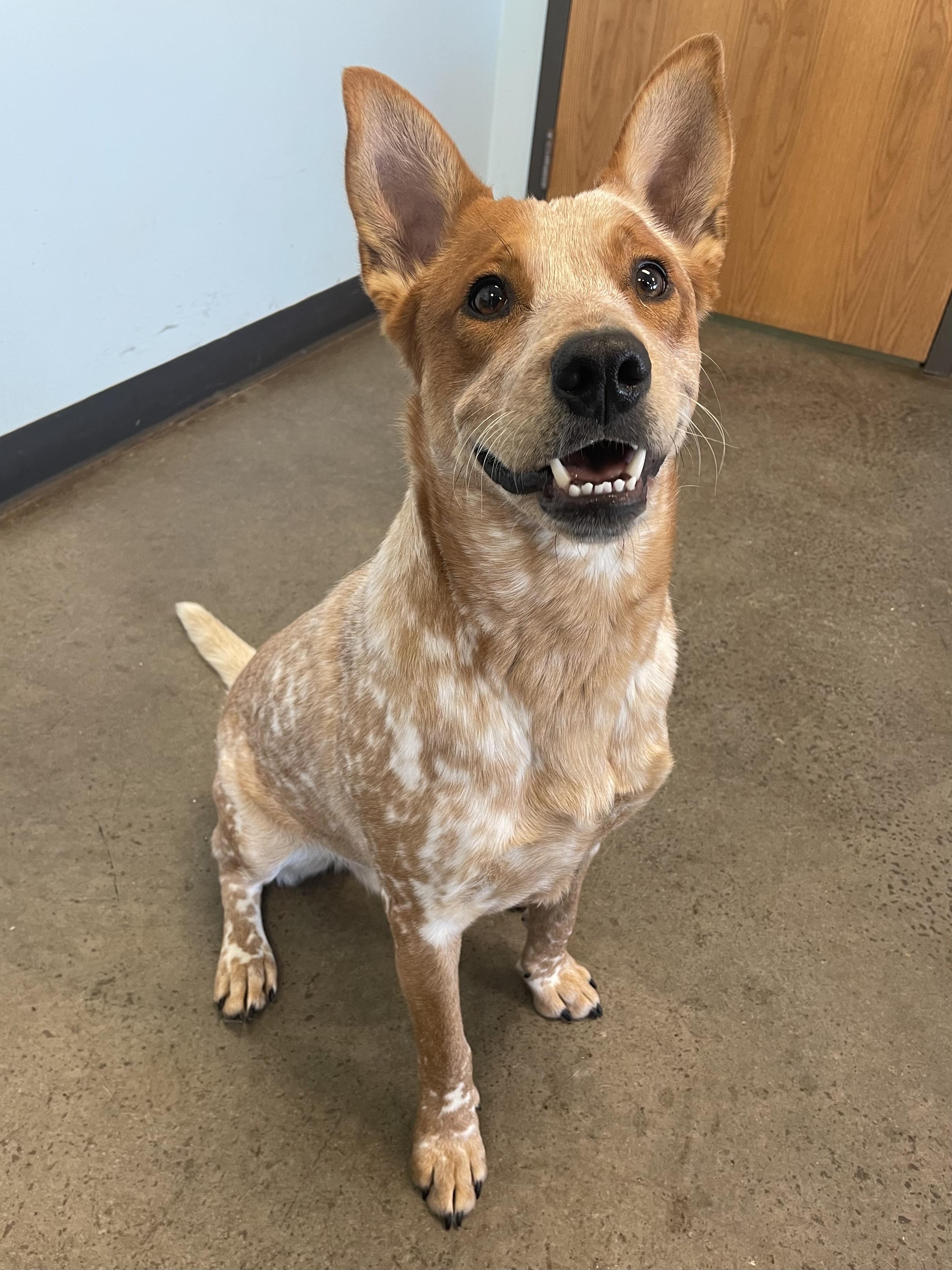 Scoobi, an adoptable mixed breed in Mishawaka, IN image 1/4