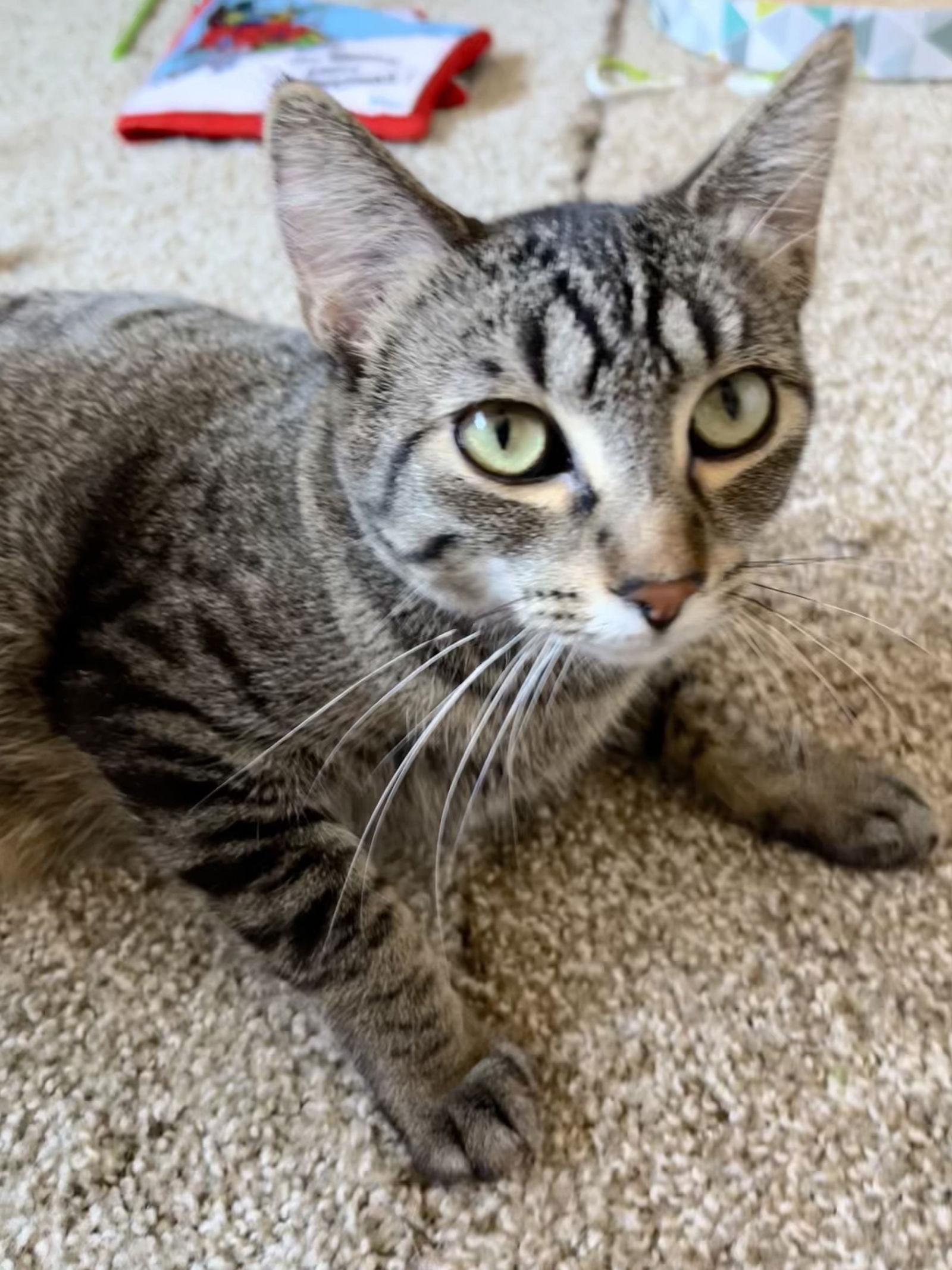 Enlarge Sweetie, a Adoptable Domestic Short Hair in Forest Lake, MN image 1/3