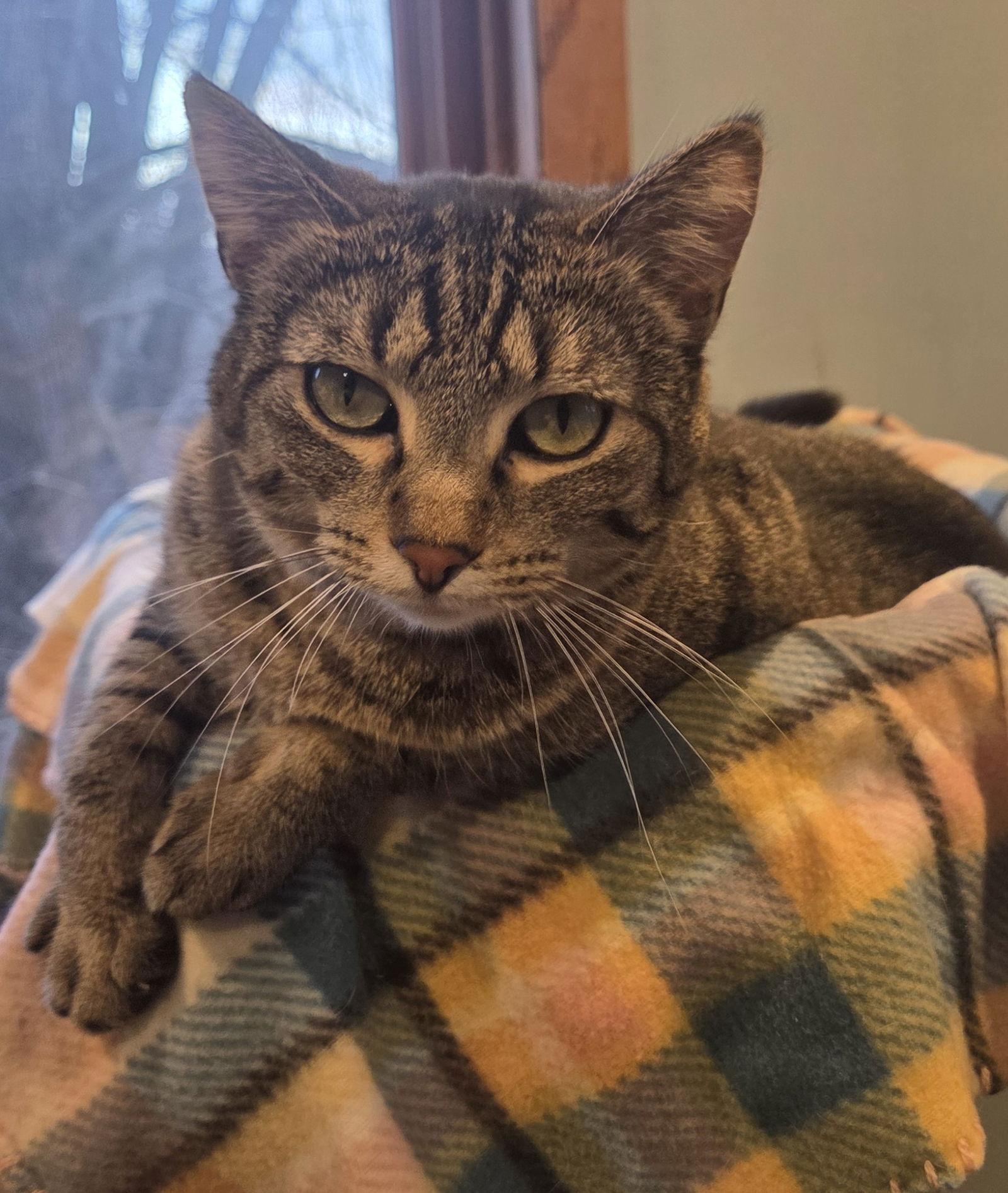 Enlarge Sweetie, a Adoptable Domestic Short Hair in Forest Lake, MN image 1/3