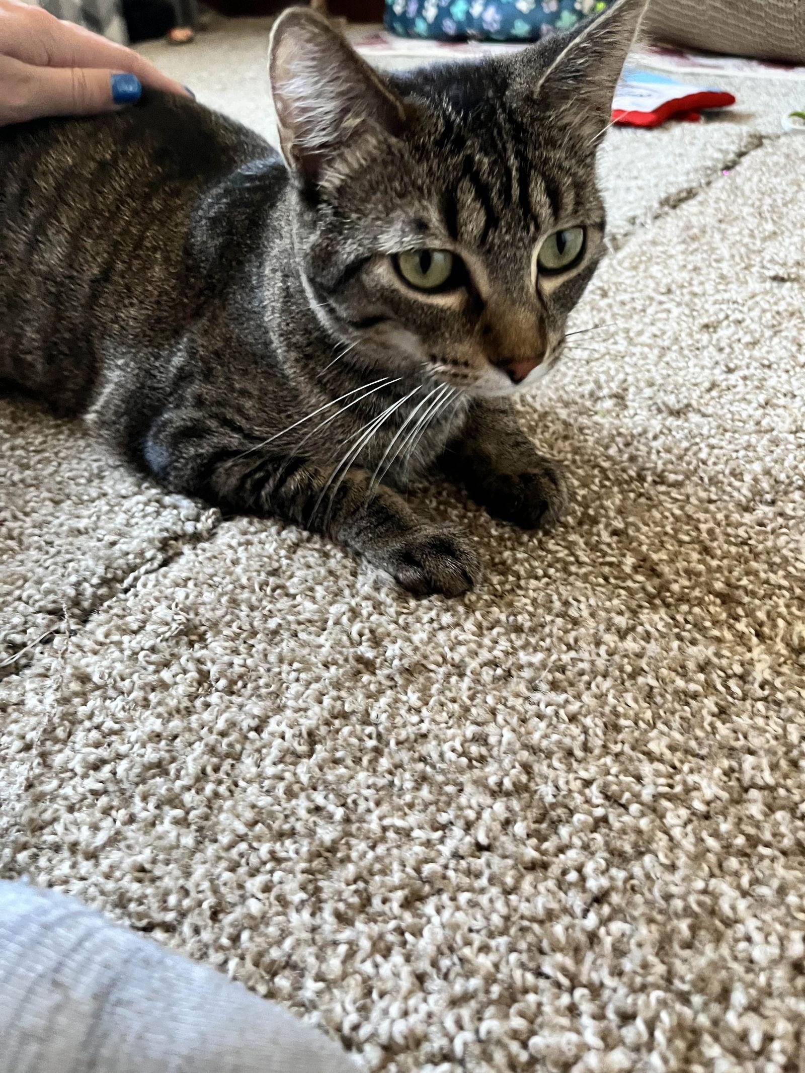 Enlarge Sweetie, a Adoptable Domestic Short Hair in Forest Lake, MN image 2/3