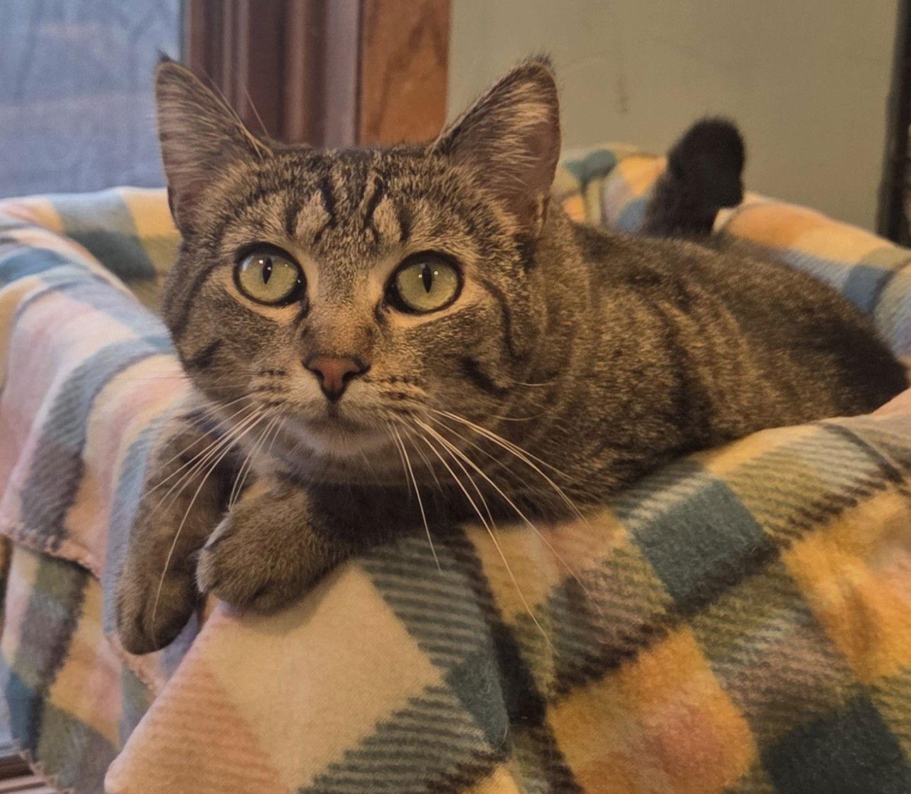 Enlarge Sweetie, a Adoptable Domestic Short Hair in Forest Lake, MN image 2/3