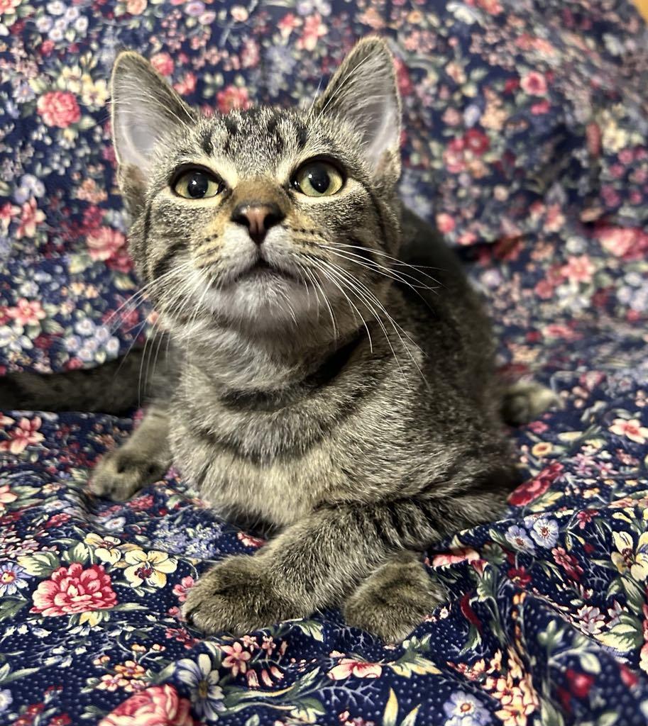 Enlarge Sweetie, a Adoptable Domestic Short Hair in Forest Lake, MN image 3/3