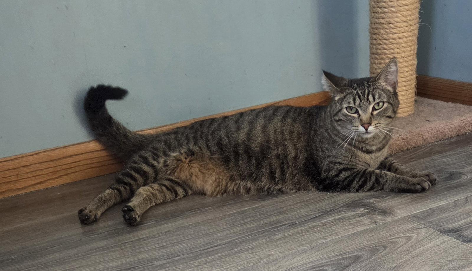 Enlarge Sweetie, a Adoptable Domestic Short Hair in Forest Lake, MN image 3/3