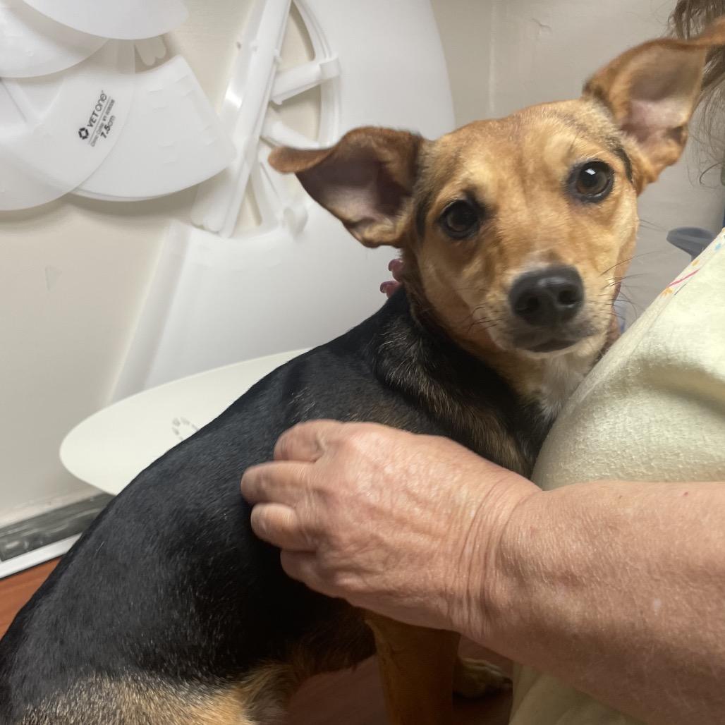 Carrie, Adoptable, Adult Female Terrier.