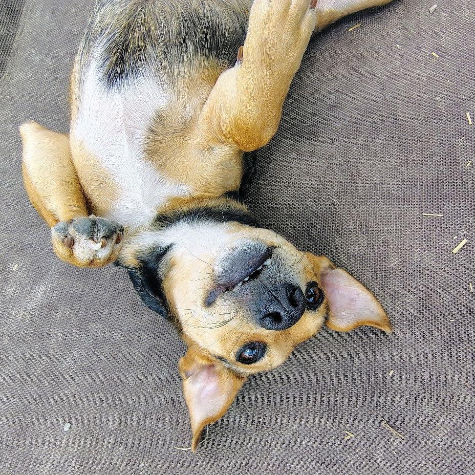 Enlarge Carrie, a Adoptable Terrier in Uniontown, PA image 2/3