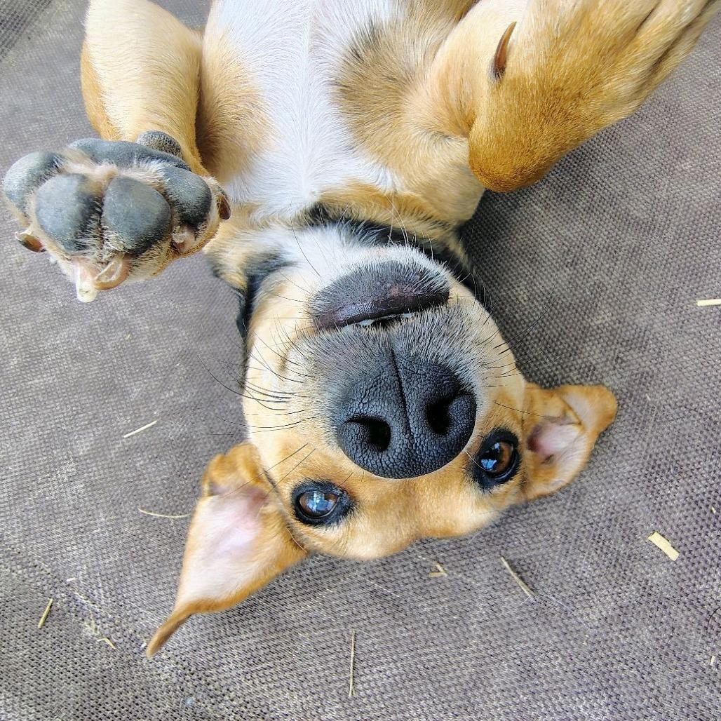 Enlarge Carrie, a Adoptable Terrier in Uniontown, PA image 3/3
