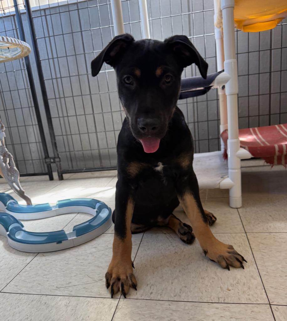 Rugrat, a Adopted mixed breed in Lemoore, CA image 1/4