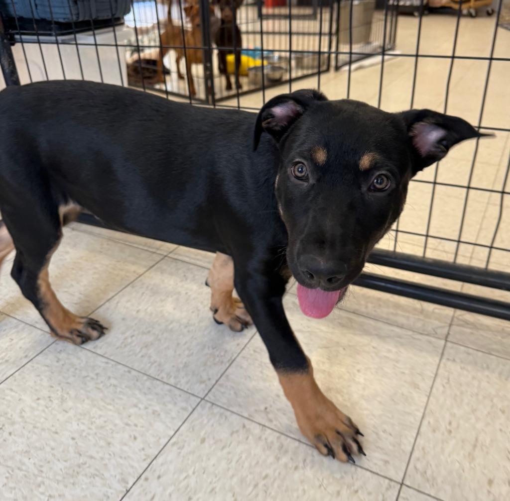 Rugrat, a Adopted mixed breed in Lemoore, CA image 2/4