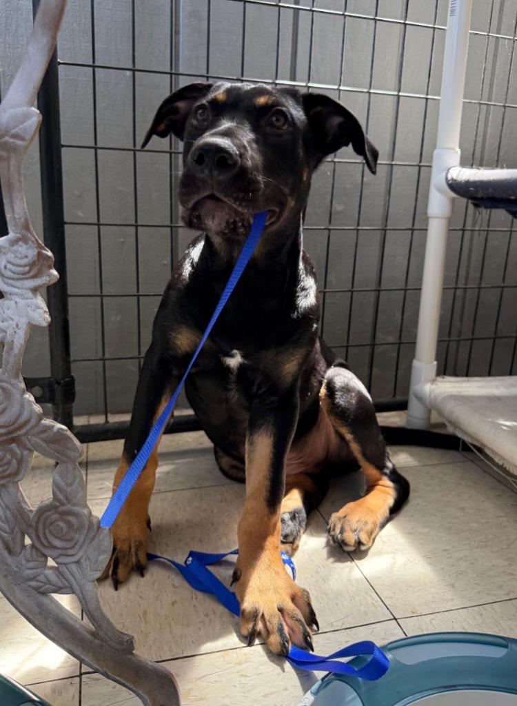 Rugrat, a Adopted mixed breed in Lemoore, CA image 3/4