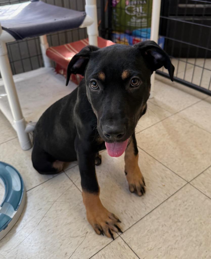 Rugrat, a Adopted mixed breed in Lemoore, CA image 4/4