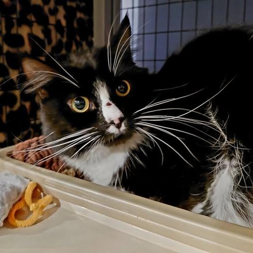 Enlarge Gus, a ADOPTABLE Domestic Short Hair in Littleton, NH image 1/1