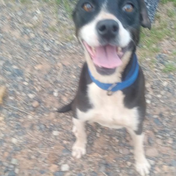 Trixie, Adoptable, Young Female Jack Russell Terrier.