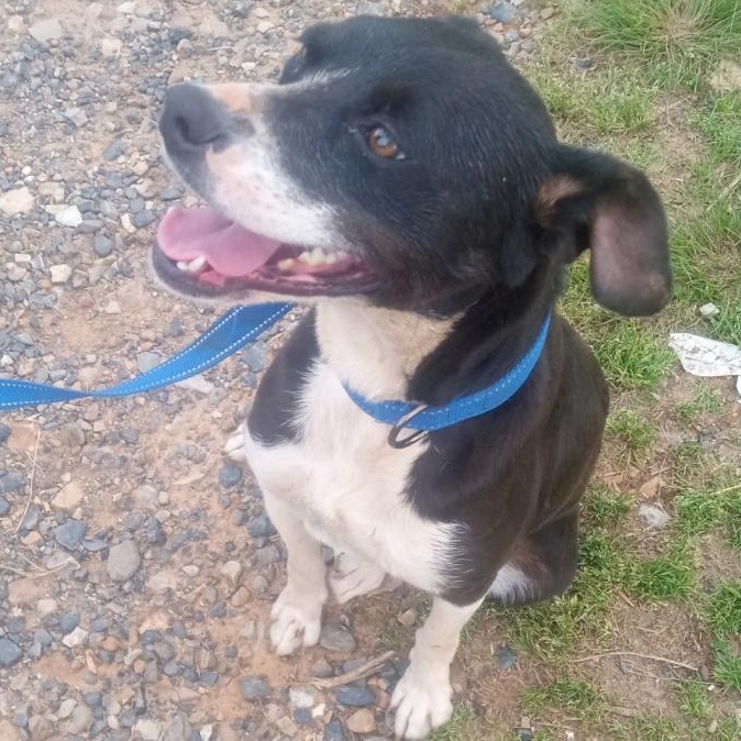 Enlarge Trixie, a Adoptable mixed breed in Mena, AR image 3/4