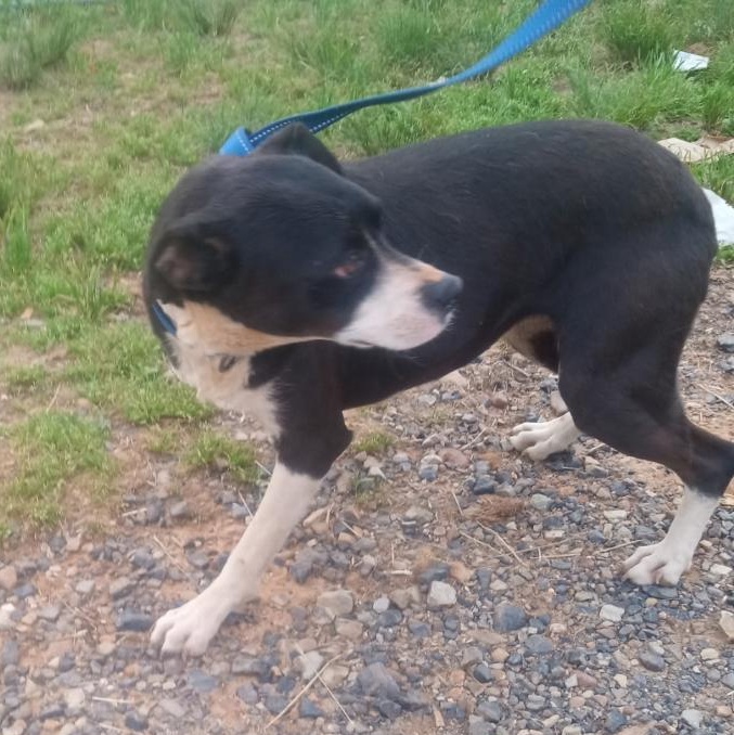 Enlarge Trixie, a Adoptable mixed breed in Mena, AR image 4/4