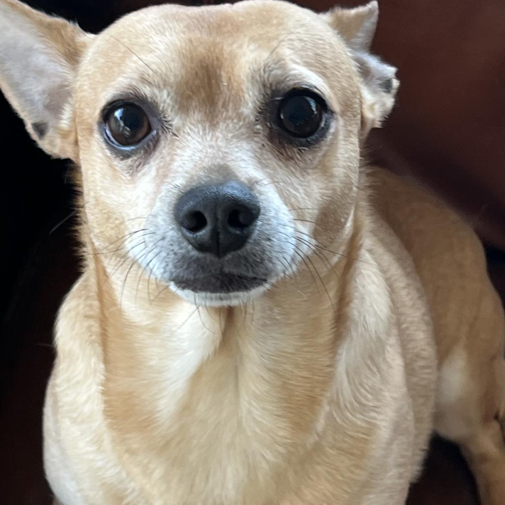 Miles, Adoptable, Adult Male Chihuahua.