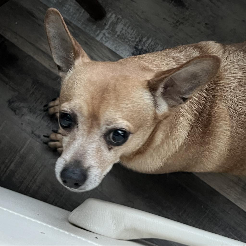 Enlarge Miles, a Adoptable Chihuahua in Fond Du Lac, WI image 3/3