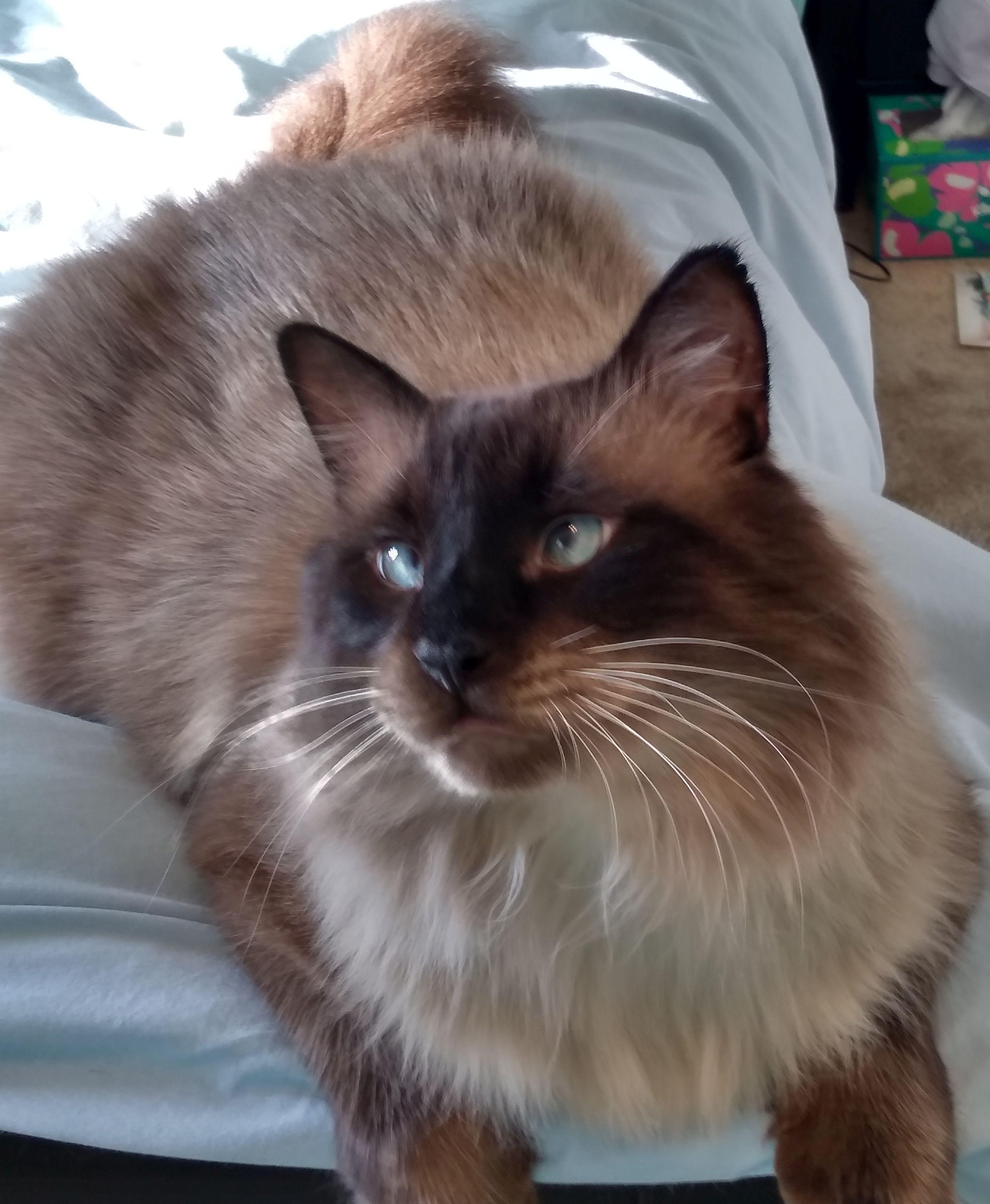 Mr. Tibbs, Adult Male Siamese