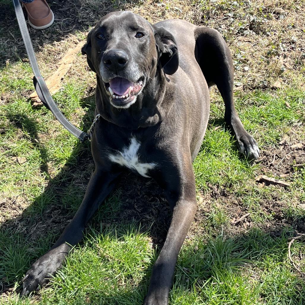 Enlarge Butkus, a Adoptable mixed breed in Farmersville, OH image 1/6