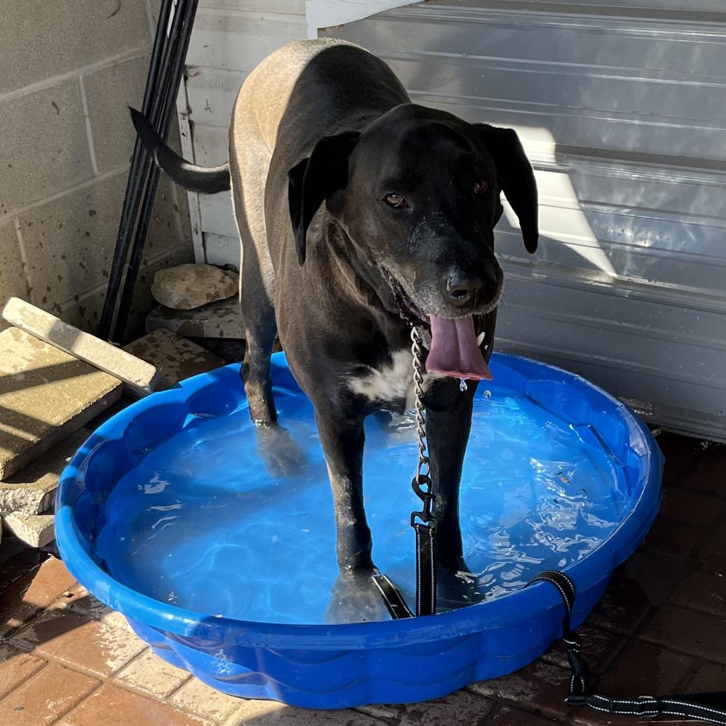 Enlarge Butkus, a Adoptable mixed breed in Farmersville, OH image 2/6