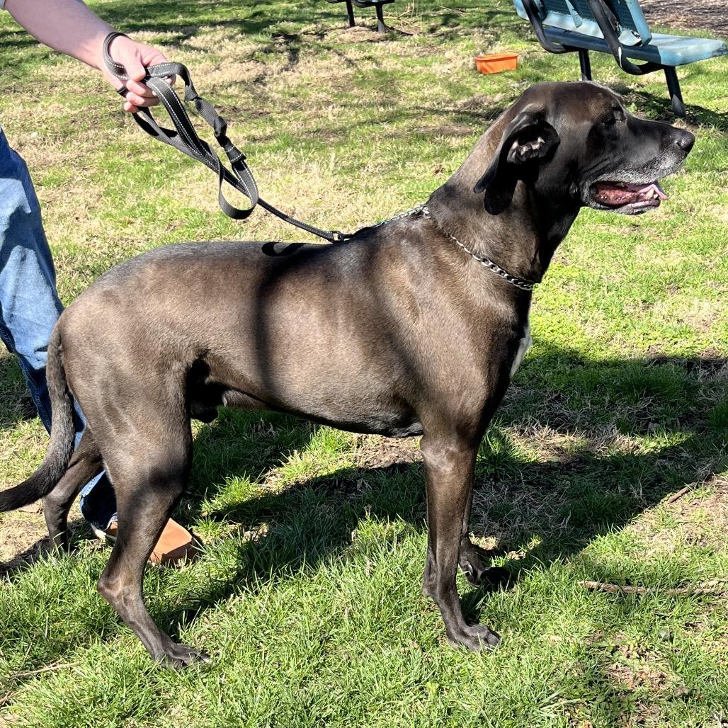 Enlarge Butkus, a Adoptable mixed breed in Farmersville, OH image 2/6