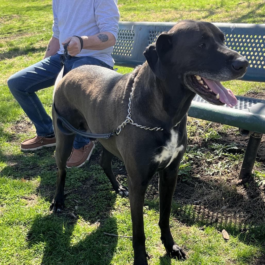 Enlarge Butkus, a Adoptable mixed breed in Farmersville, OH image 3/6