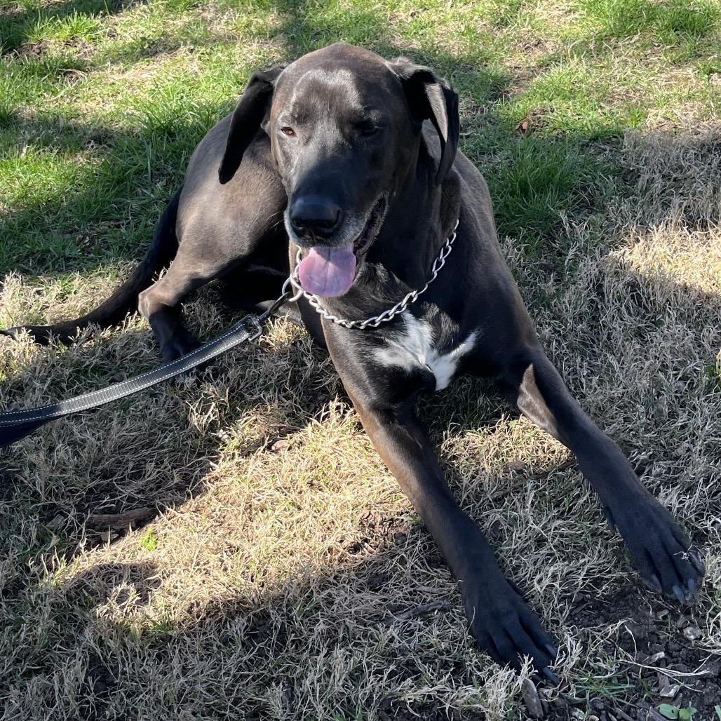 Enlarge Butkus, a Adoptable mixed breed in Farmersville, OH image 5/6