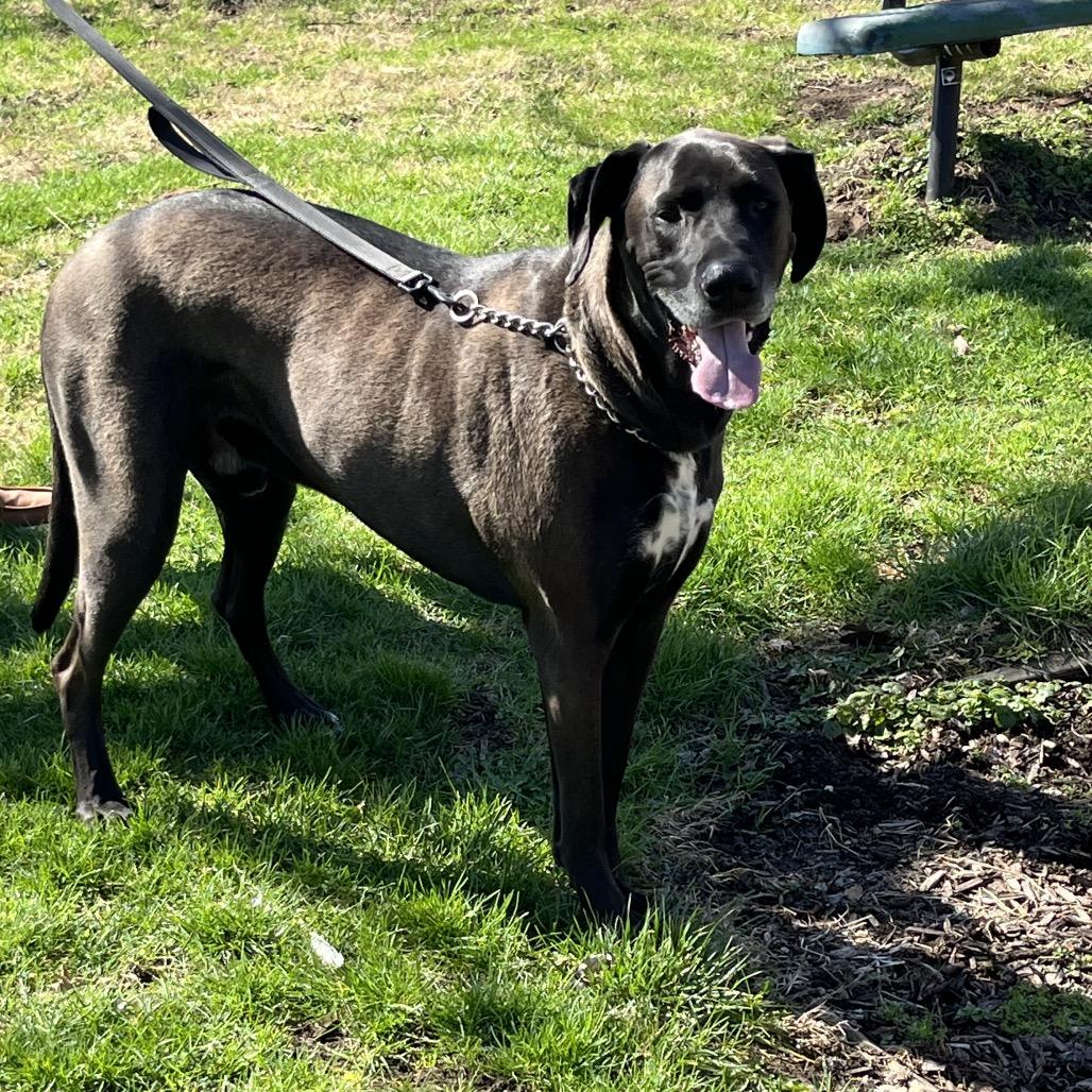 Enlarge Butkus, a Adoptable mixed breed in Farmersville, OH image 6/6