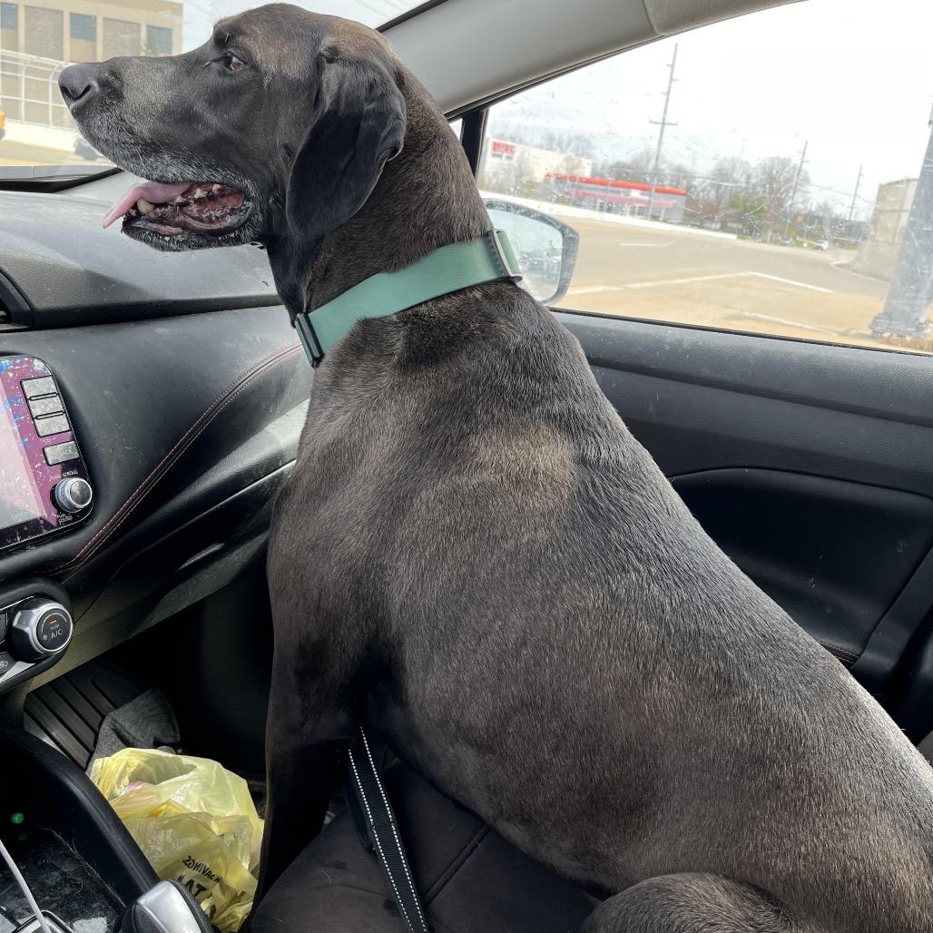 Enlarge Butkus, a Adoptable mixed breed in Farmersville, OH image 6/6