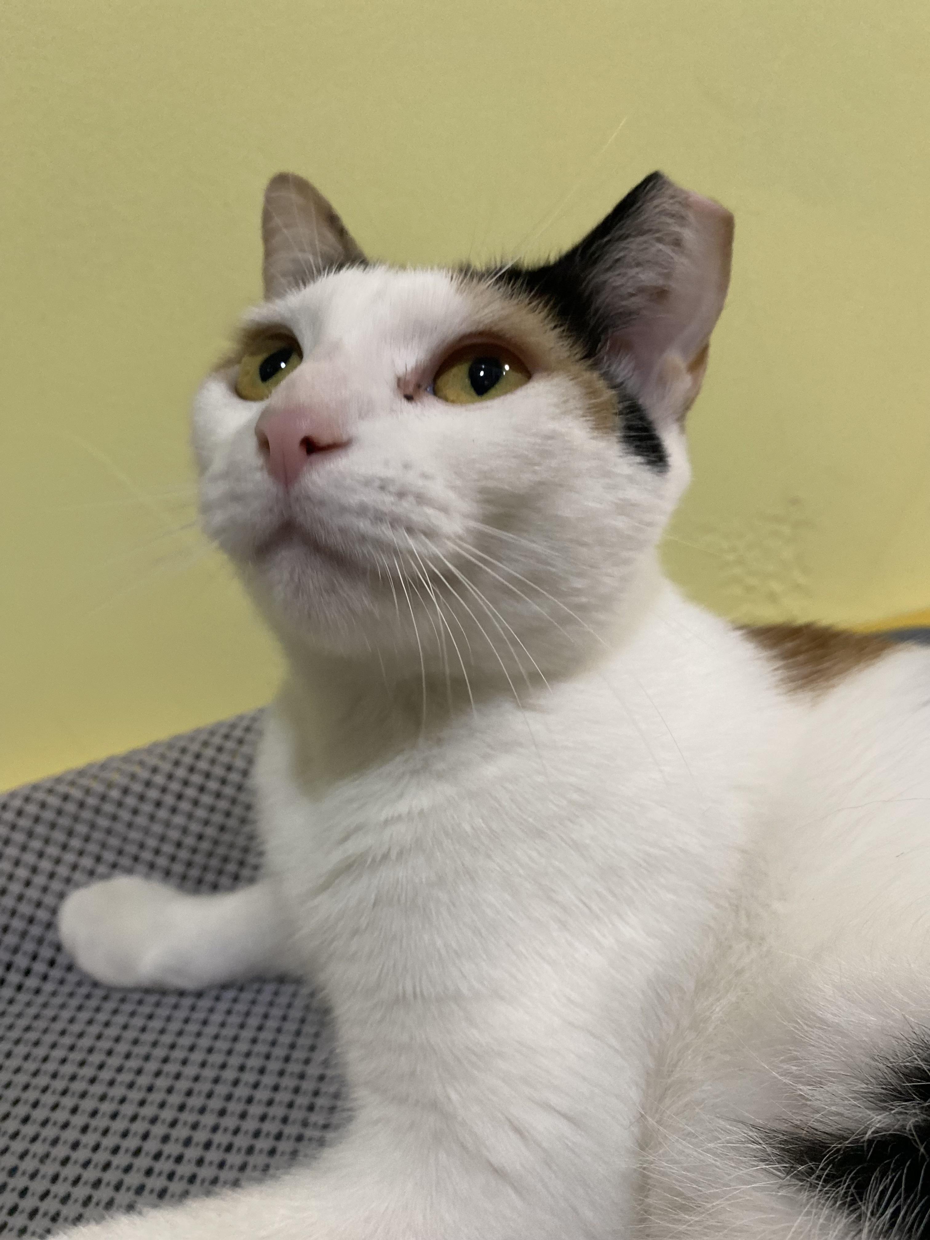 Polka, an adoptable Calico in Granite Shoals, TX, 78654 | Photo Image 4
