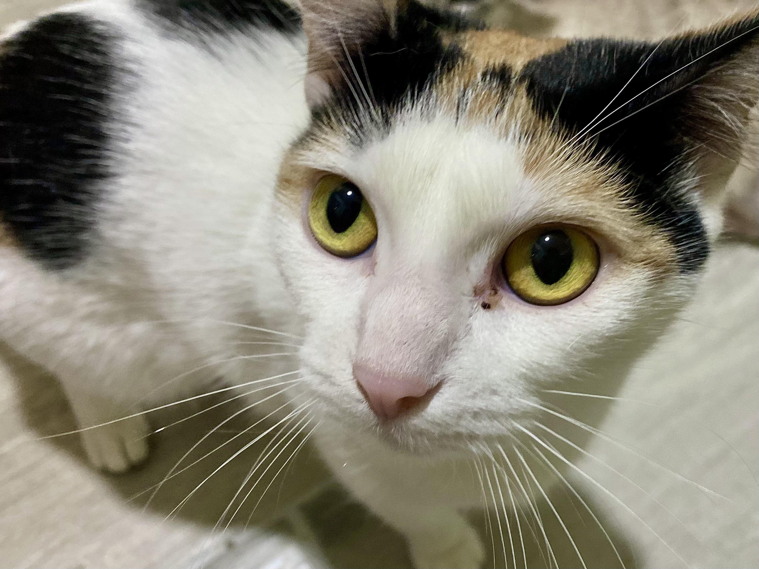 Polka, an adoptable Calico in Granite Shoals, TX, 78654 | Photo Image 1