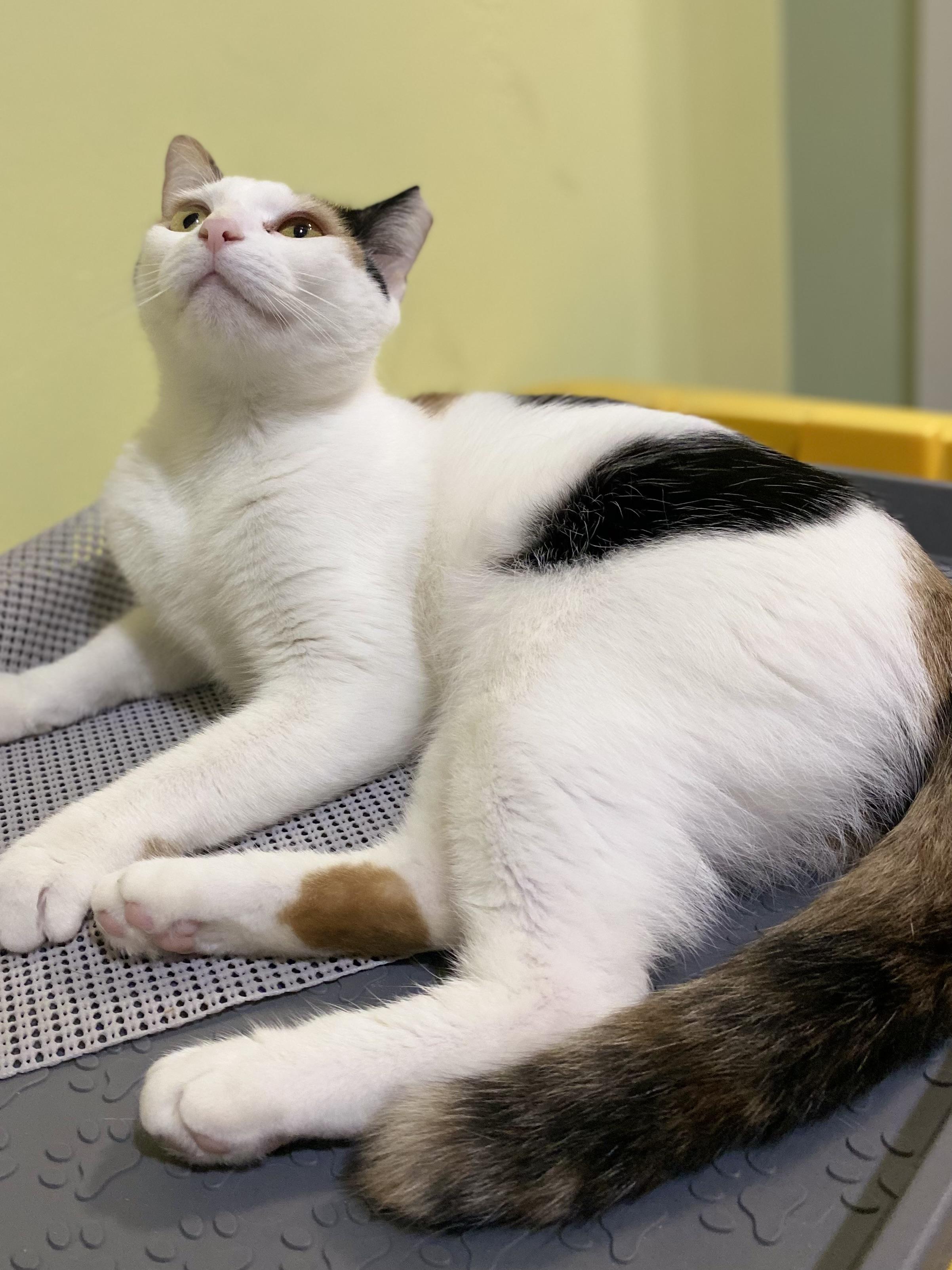 Polka, an adoptable Calico in Granite Shoals, TX, 78654 | Photo Image 2