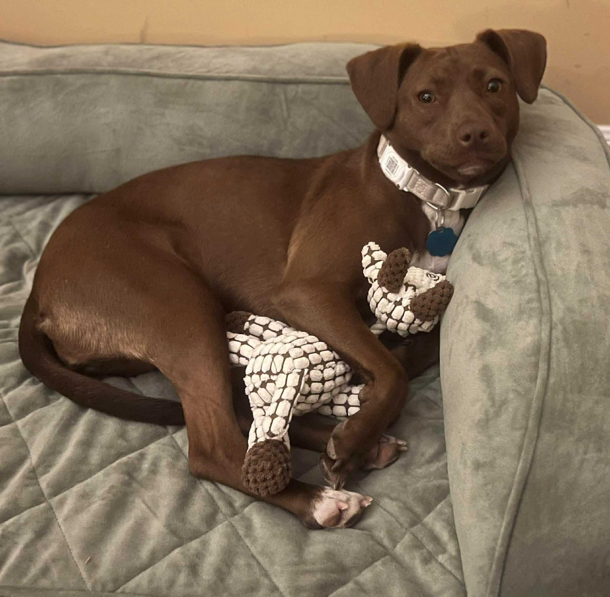 Enlarge Abby C., a Adoptable mixed breed in Westwood, NJ image 2/6