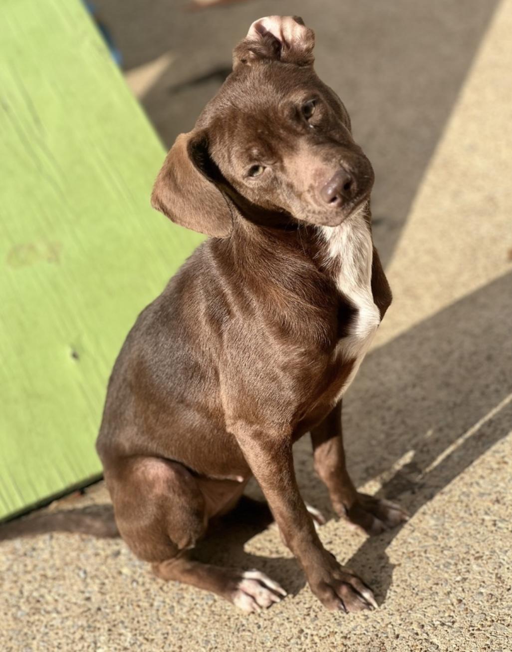 Enlarge Abby C., a Adoptable mixed breed in Westwood, NJ image 3/6