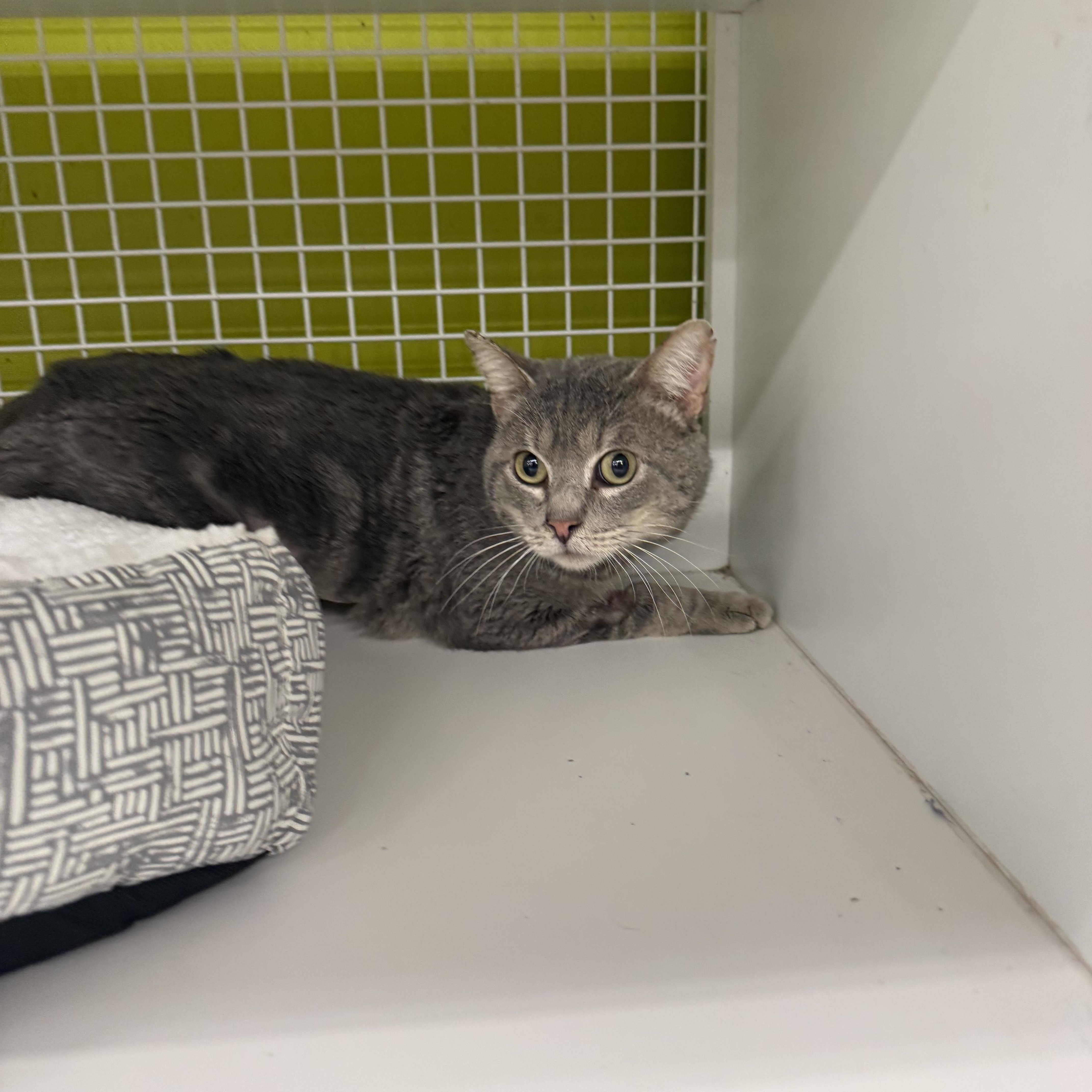 Enlarge Eric, a ADOPTABLE Tabby in Las Vegas, NV image 1/1