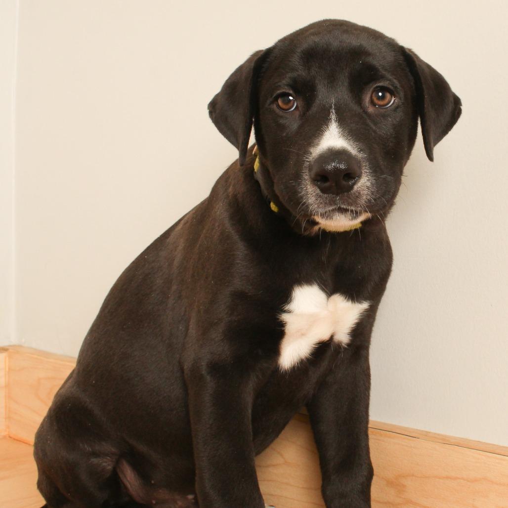 Enlarge Bennie D71173, a Adoptable mixed breed in Minnetonka, MN image 1/1