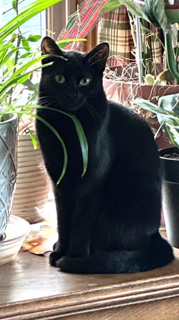 Enlarge Ravena, a ADOPTABLE Domestic Short Hair in Anchorage, AK image 1/1